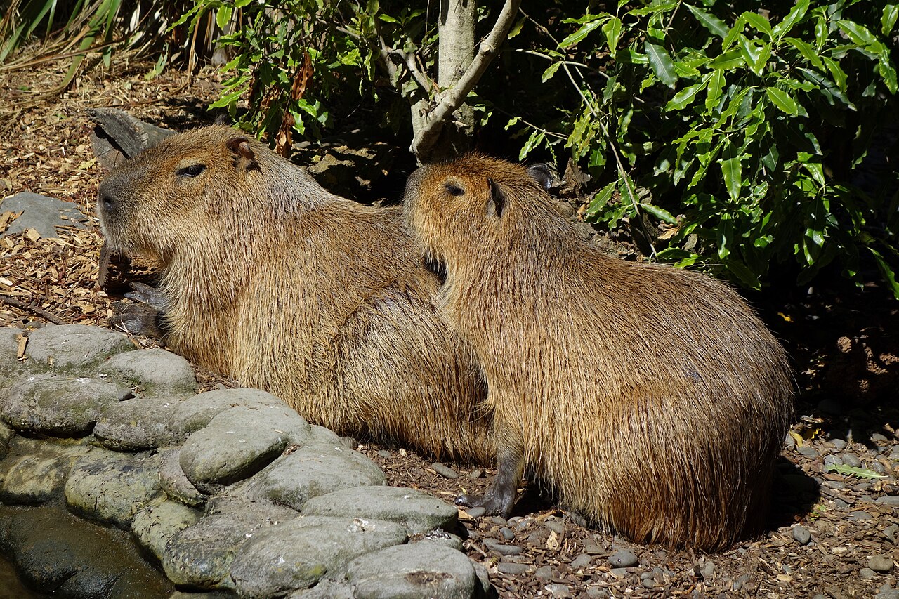 Willowbank Wildlife Reserve - Christchurch, New Zealand.
